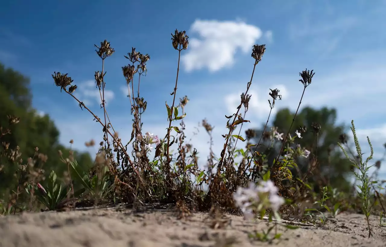 La France doit se préparer à un réchauffement de +4 °C