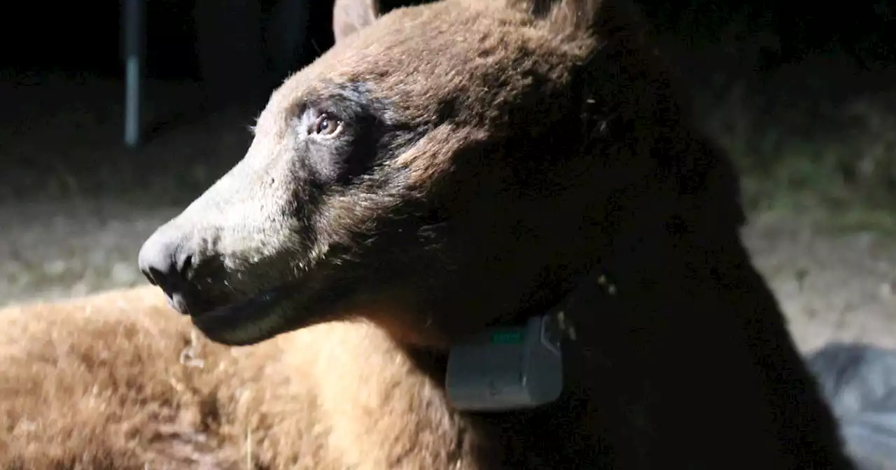 Black bear captured and tagged in Santa Monica Mountains for the first time