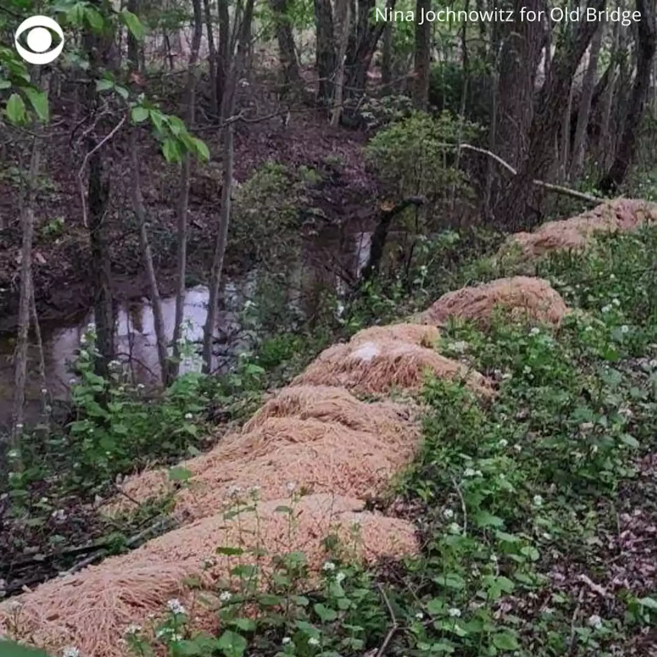 Hundreds of pounds of cooked pasta mysteriously dumped in New Jersey woods