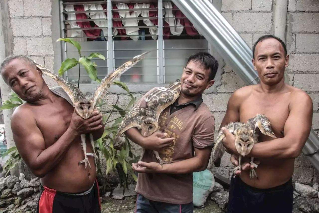 Family in Barili, Cebu saves 3 owlets