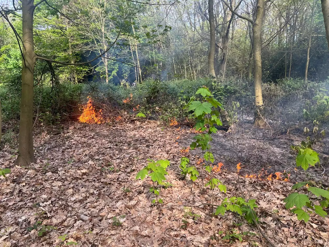 Feuerwehr löscht größeren Vegetationsbrand im Wittkamp Park --- (Cityreport24-Nachrichtenblog)