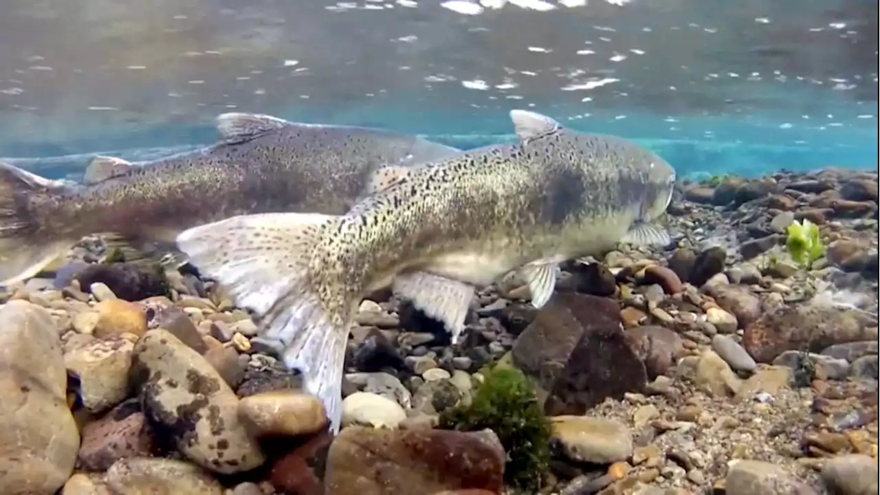 Research spotlights the impact of climate change on Pacific salmon migration