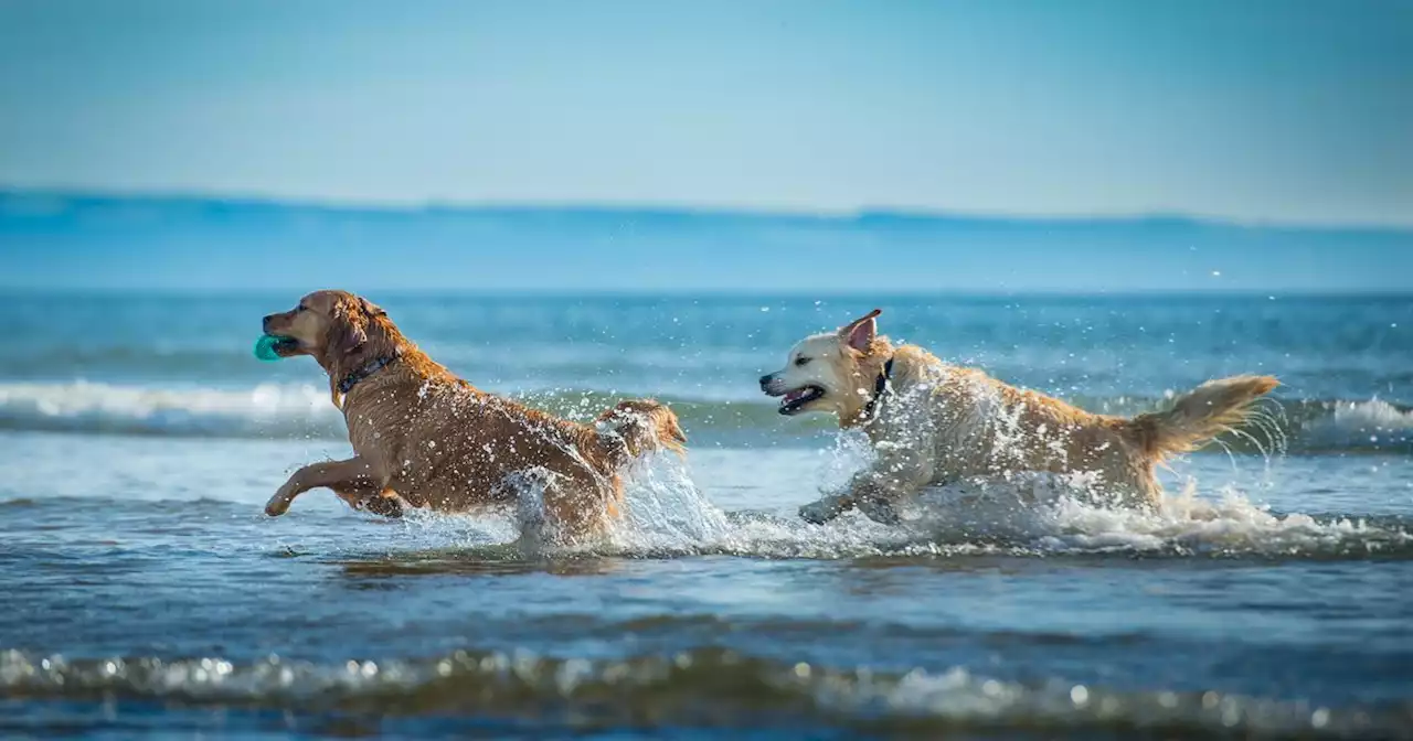 Scottish beaches with dog bans and rules - full list pet owners should know