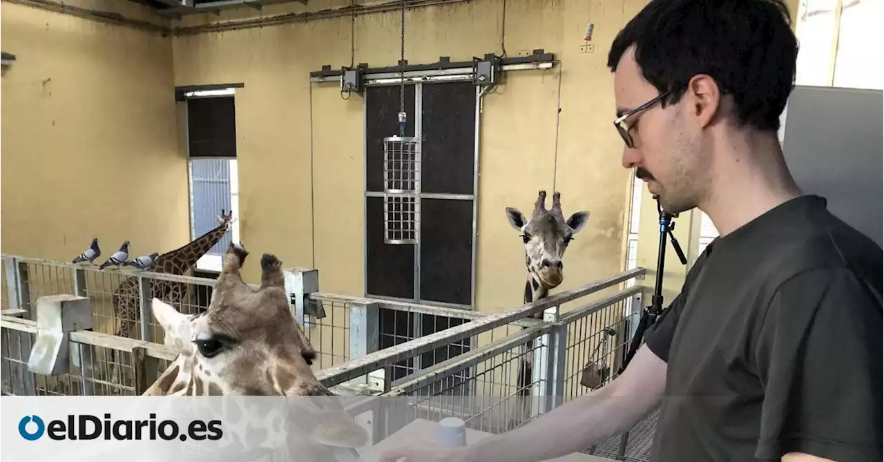 Las jirafas del zoo de Barcelona 'saben' estadística