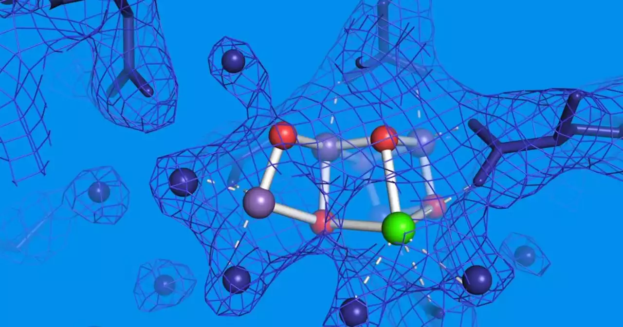 Scientists observe elusive missing step in photosynthesis’ final stage | Engadget