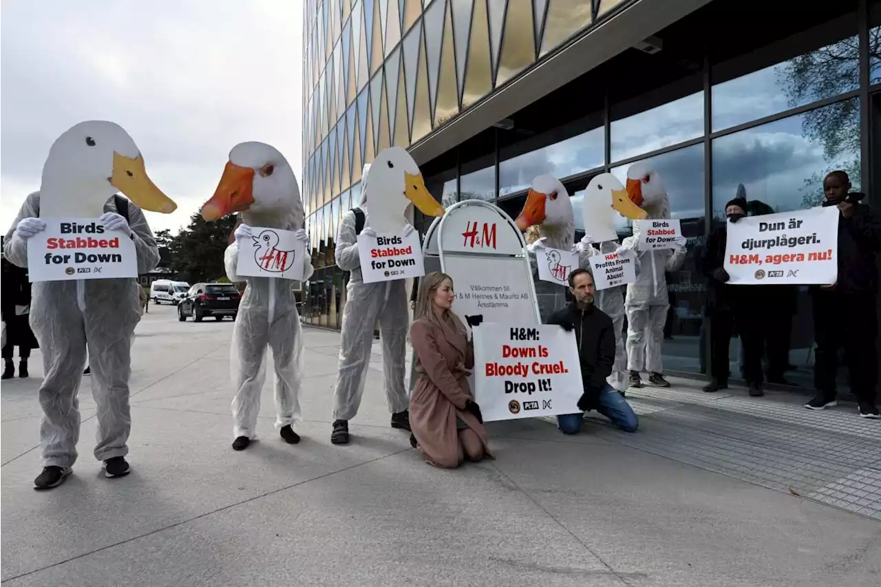 PETA Protests Treatment Of Ducks At H&M Annual Meeting In Sweden