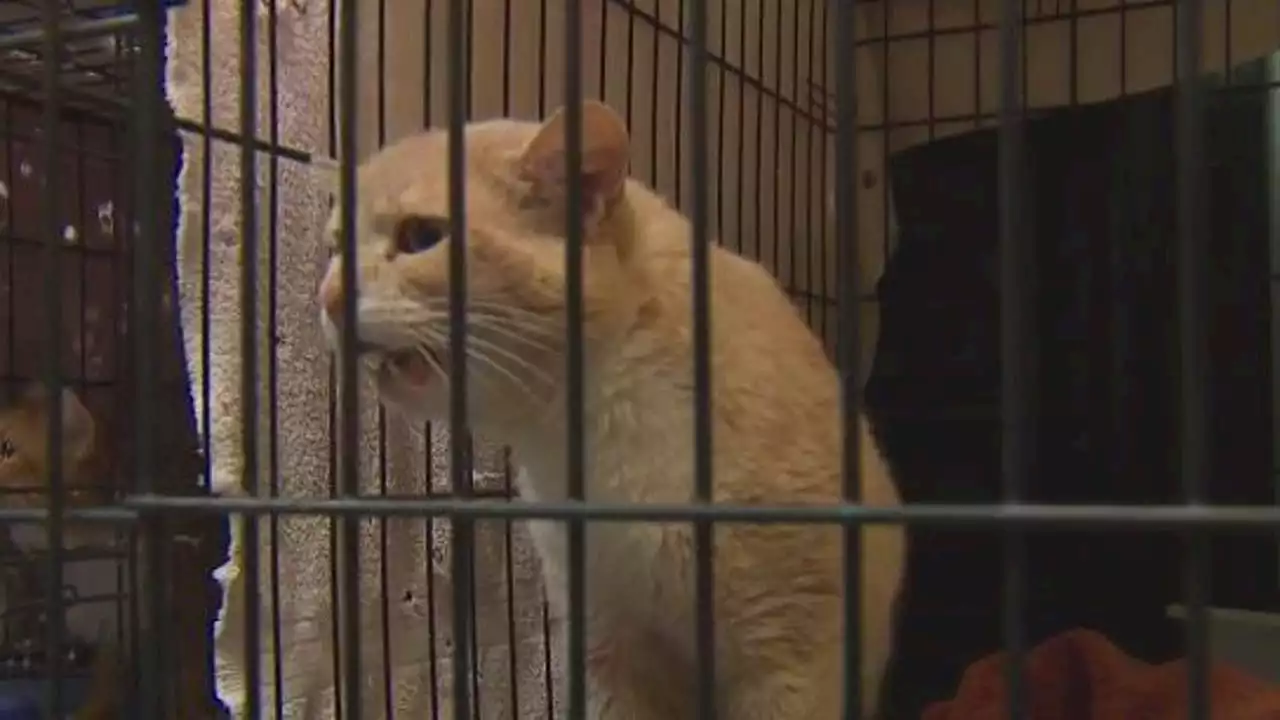 More than 100 cats rescued in Thurston County; shelter looking for adopters to clear out space