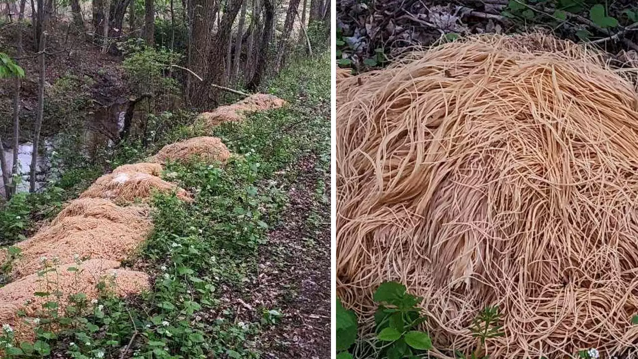 Oodles of noodles dumped in Old Bridge woods