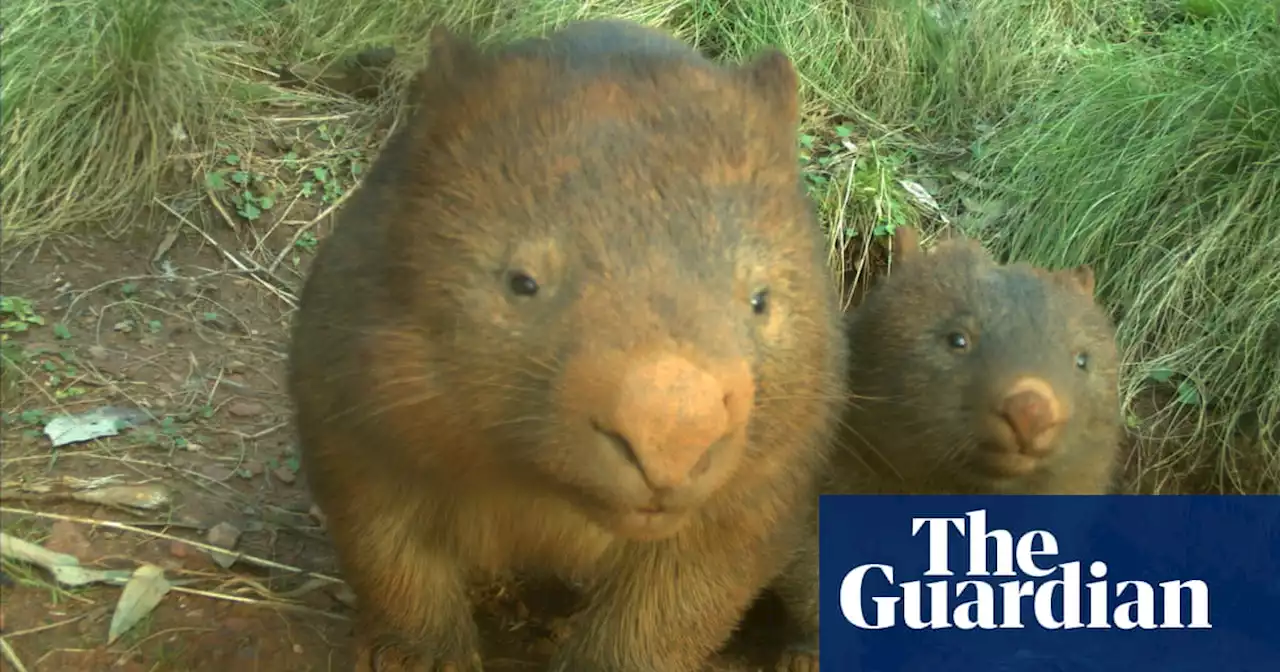 AI cameras reveal the survival stories of Australian animals after bushfires