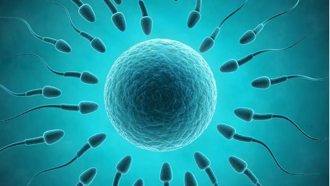 Alarming decrease in sperm quality in Nigeria, South Africa | The Guardian Nigeria News - Nigeria and World News