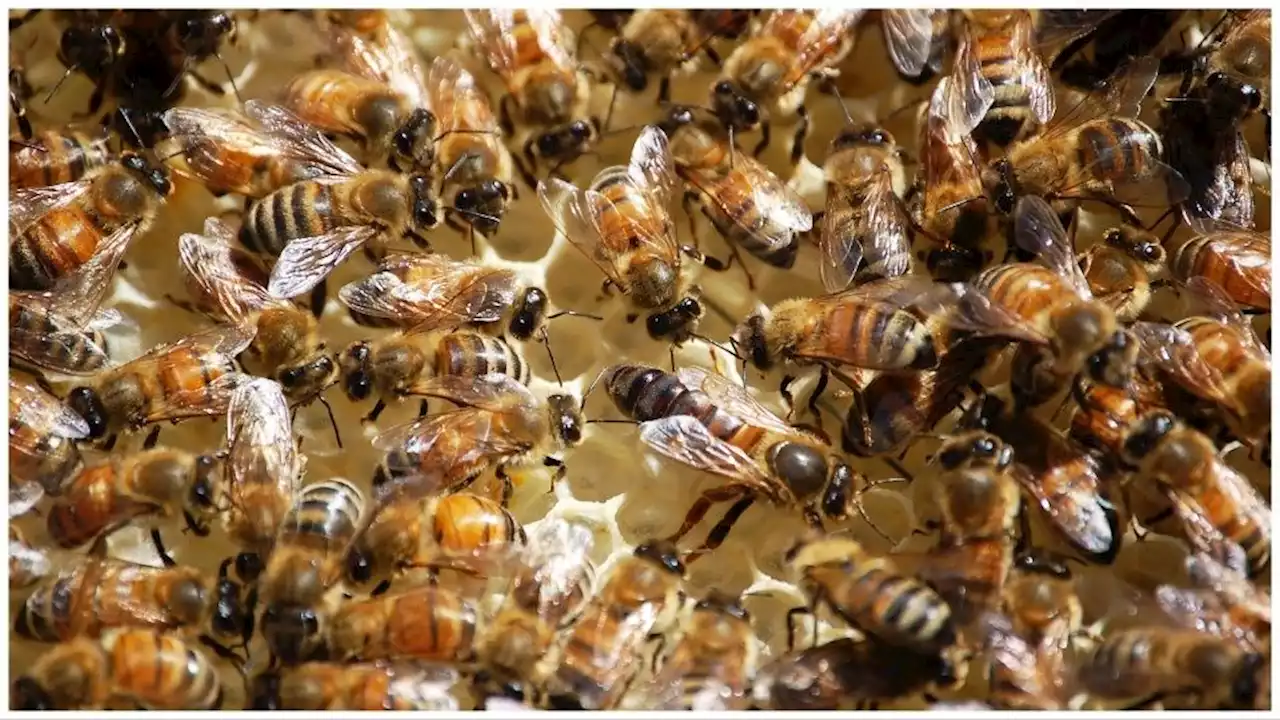 Thousands Of Bees Swarm Florida Highway After Truck Carrying Hives Crashes