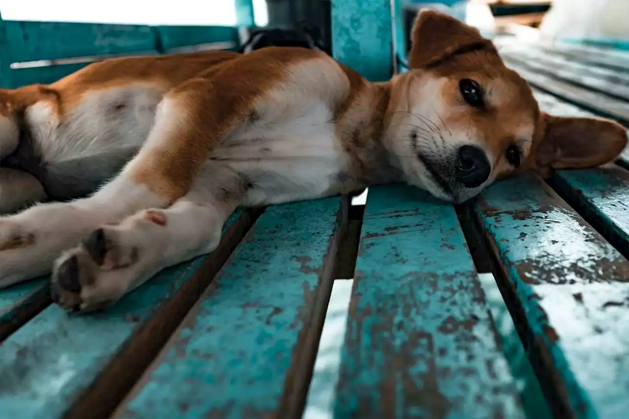 Cette étude glaçante montre comment les chiens mutants de Tchernobyl ont évolué