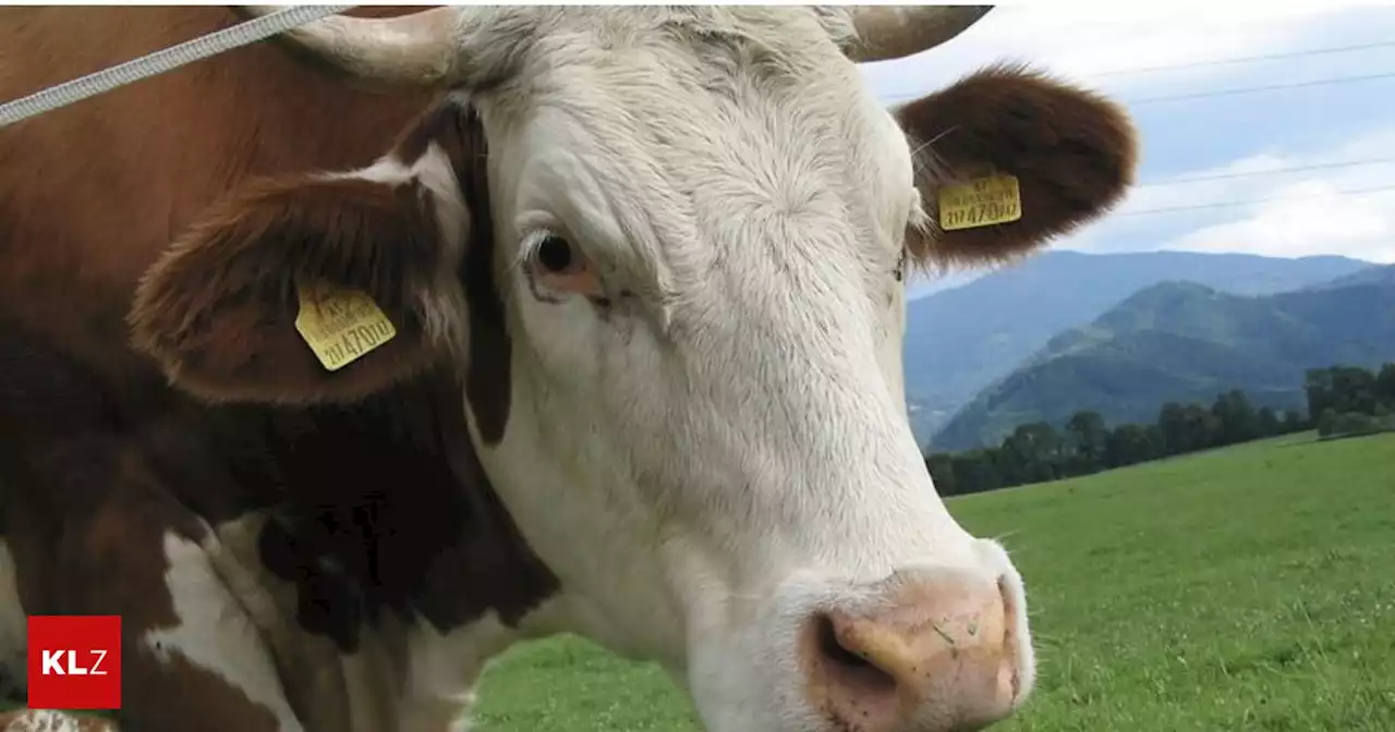 Tragischer Vorfall in Traboch: Entlaufener Stier kollidierte mit einem Schnellzug