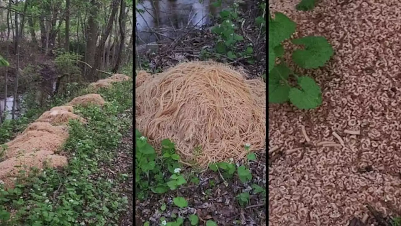 Pasta perpetrators dump 300-400 pounds of noodles in the woods, video shows