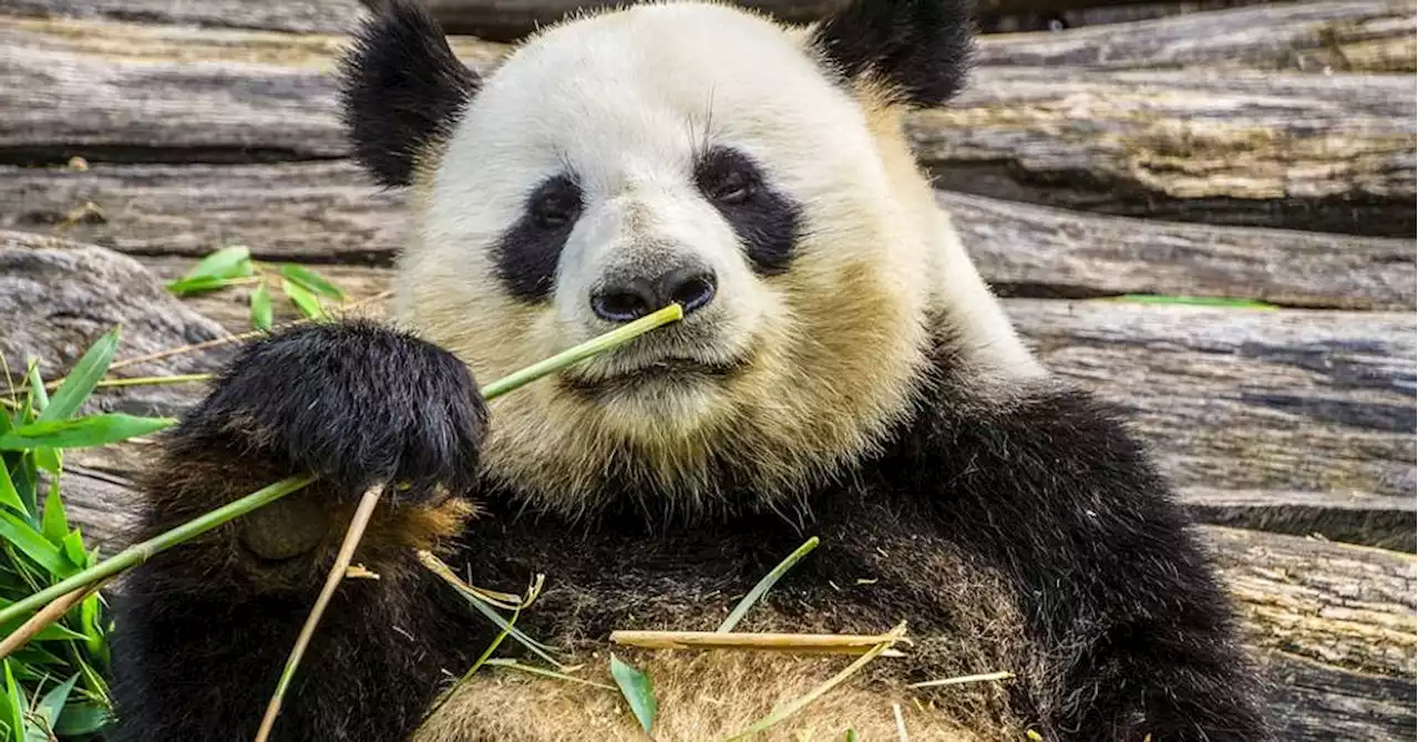 Au revoir Beauval, le premier panda né en France transféré en Chine en juillet