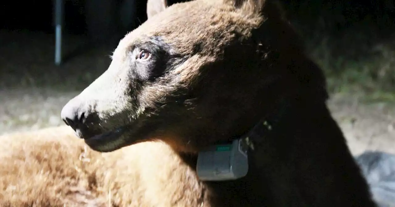 Rare black bear is first to be tagged, tracked in Santa Monica Mountains