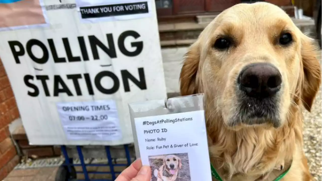 Les chiens, véritables stars des élections locales au Royaume-Uni