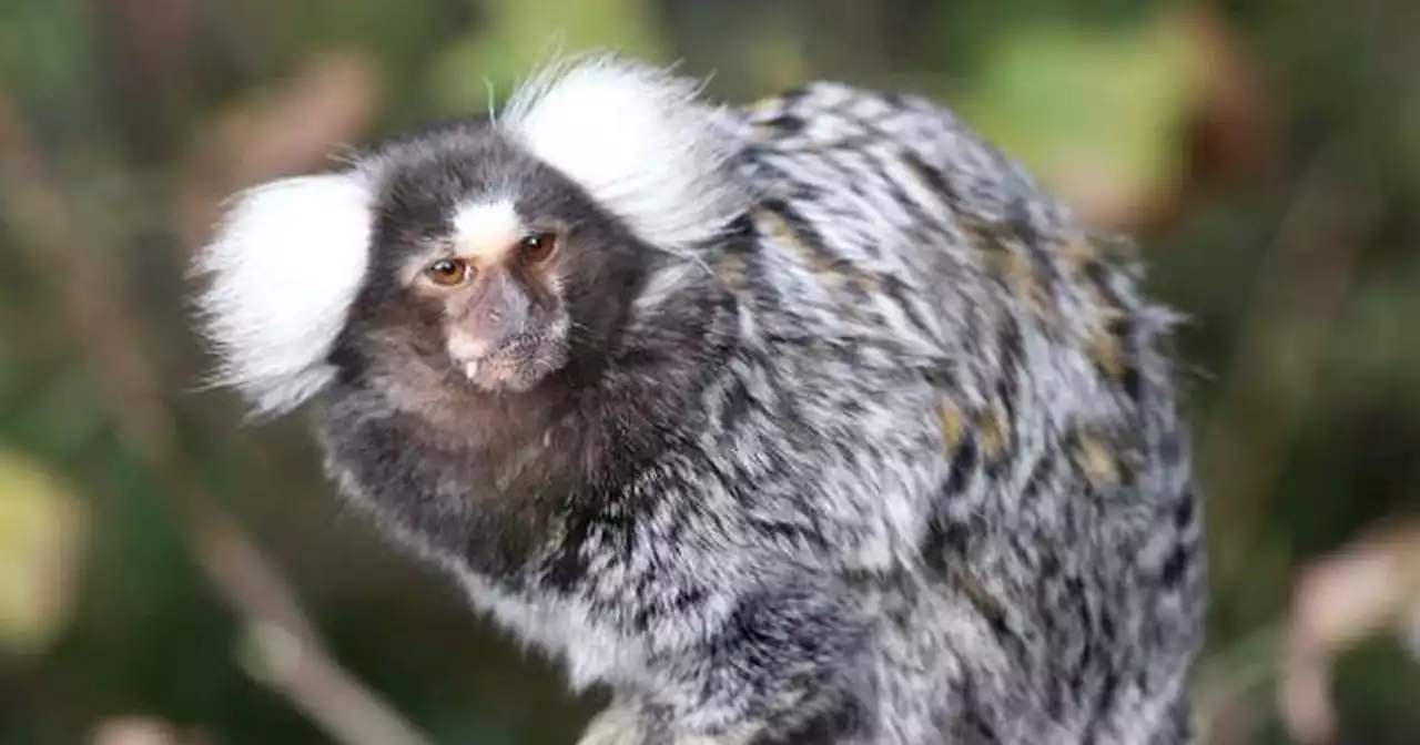 Marmoset monkeys on the loose in Lancashire after escaping from house