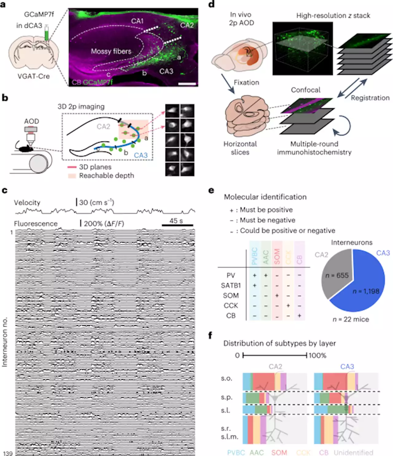 Inhibitory control of sharp-wave ripple duration during learning in hippocampal recurrent networks - Nature Neuroscience