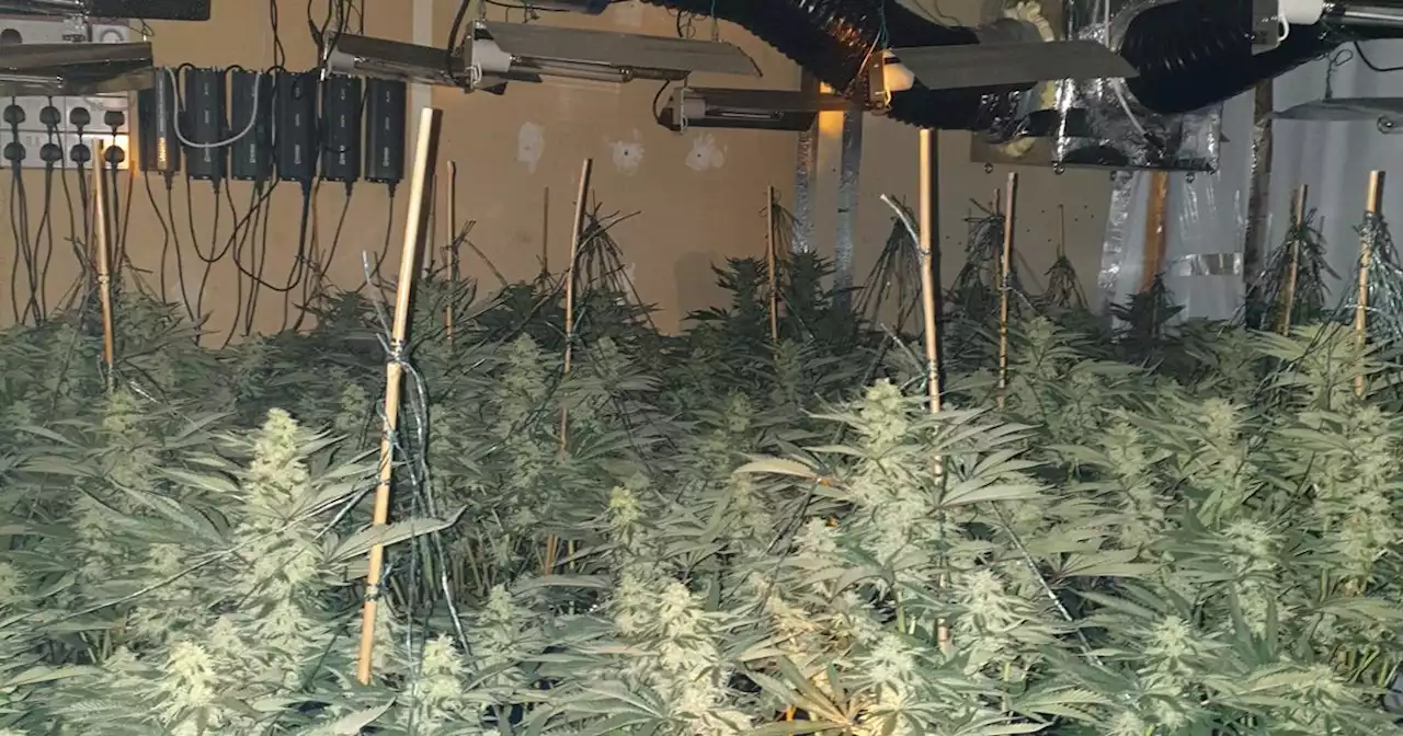 Two men arrested after police unearth suspected cannabis farm with 2,500 plants