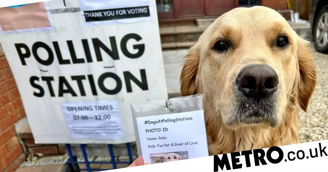 Even a golden retriever brings their ID to the polling station on election day