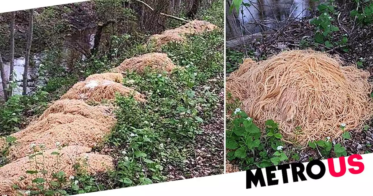 More than 500 pounds of cooked pasta dumped in the woods