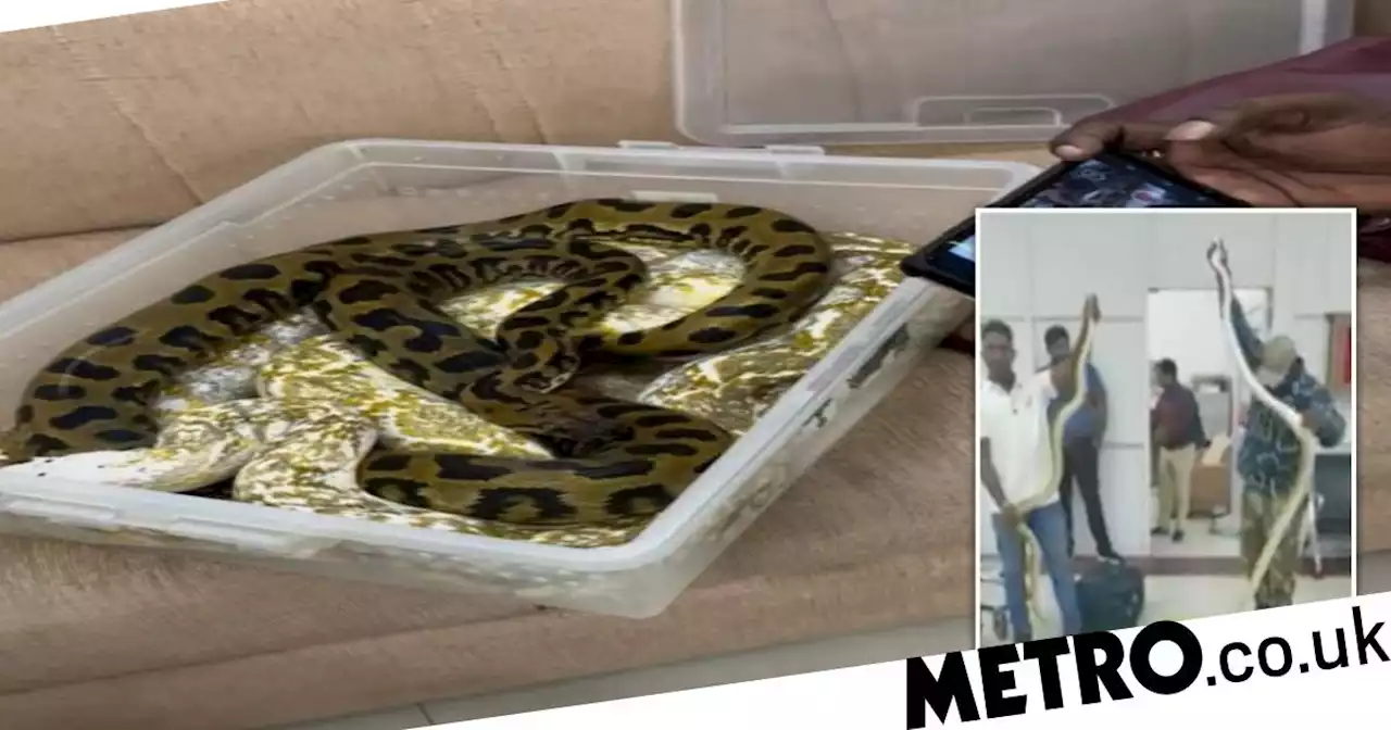 Woman manages to sneak 22 snakes on a plane packed in her luggage