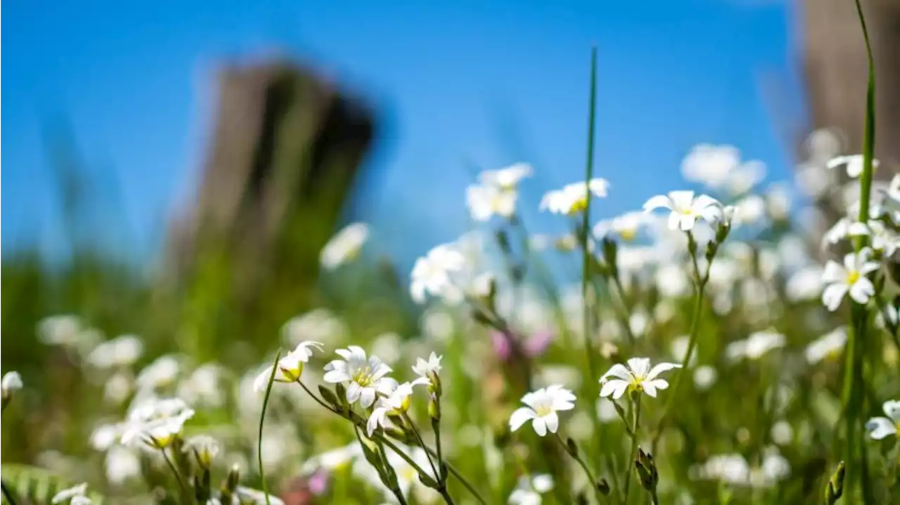 Frühlingshafte Temperaturen in Berlin und Brandenburg