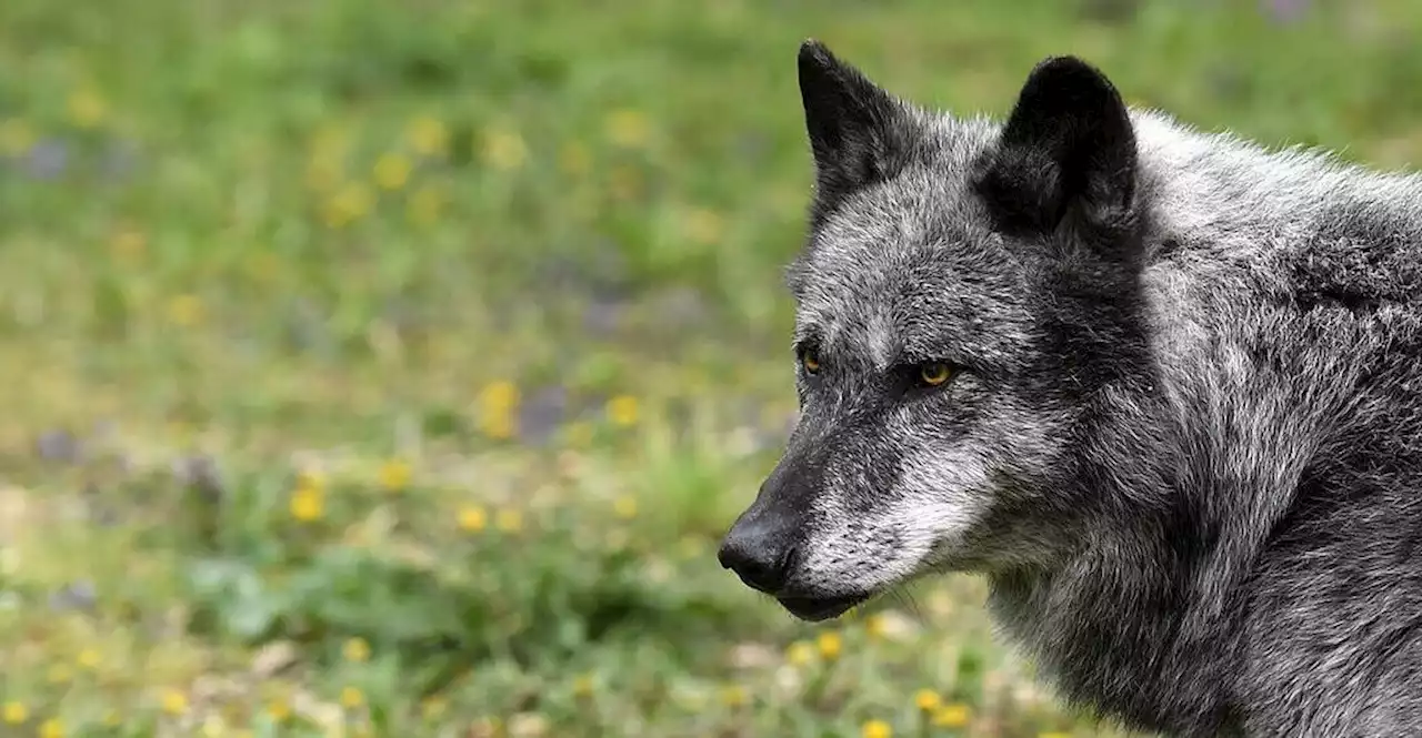 Wolf streifte mitten durch Ort im Waldviertel