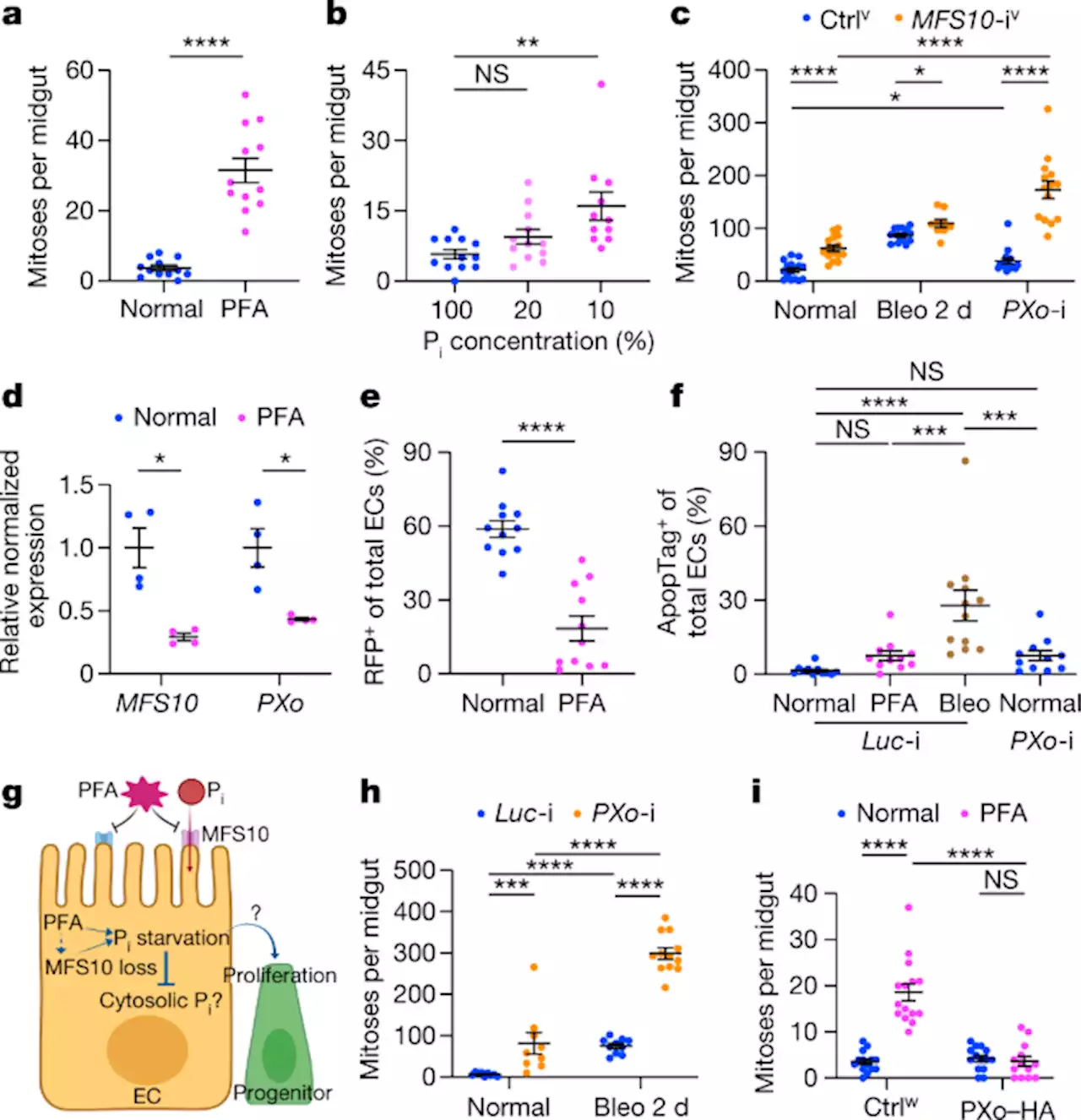 A phosphate-sensing organelle regulates phosphate and tissue homeostasis - Nature