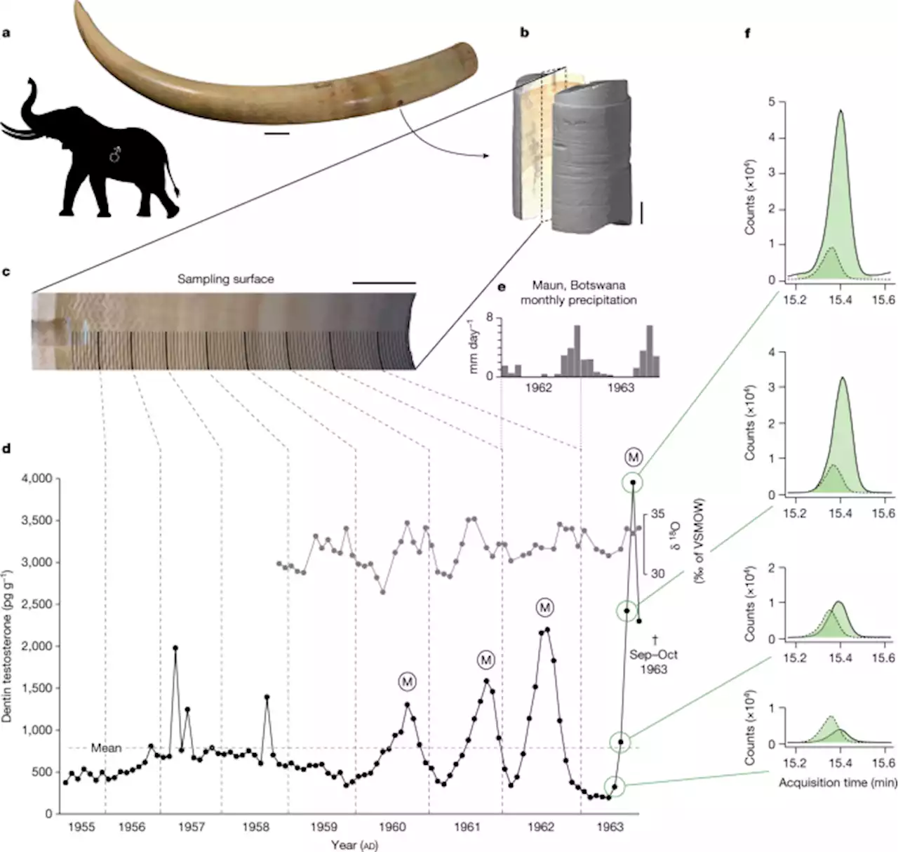 Testosterone histories from tusks reveal woolly mammoth musth episodes - Nature