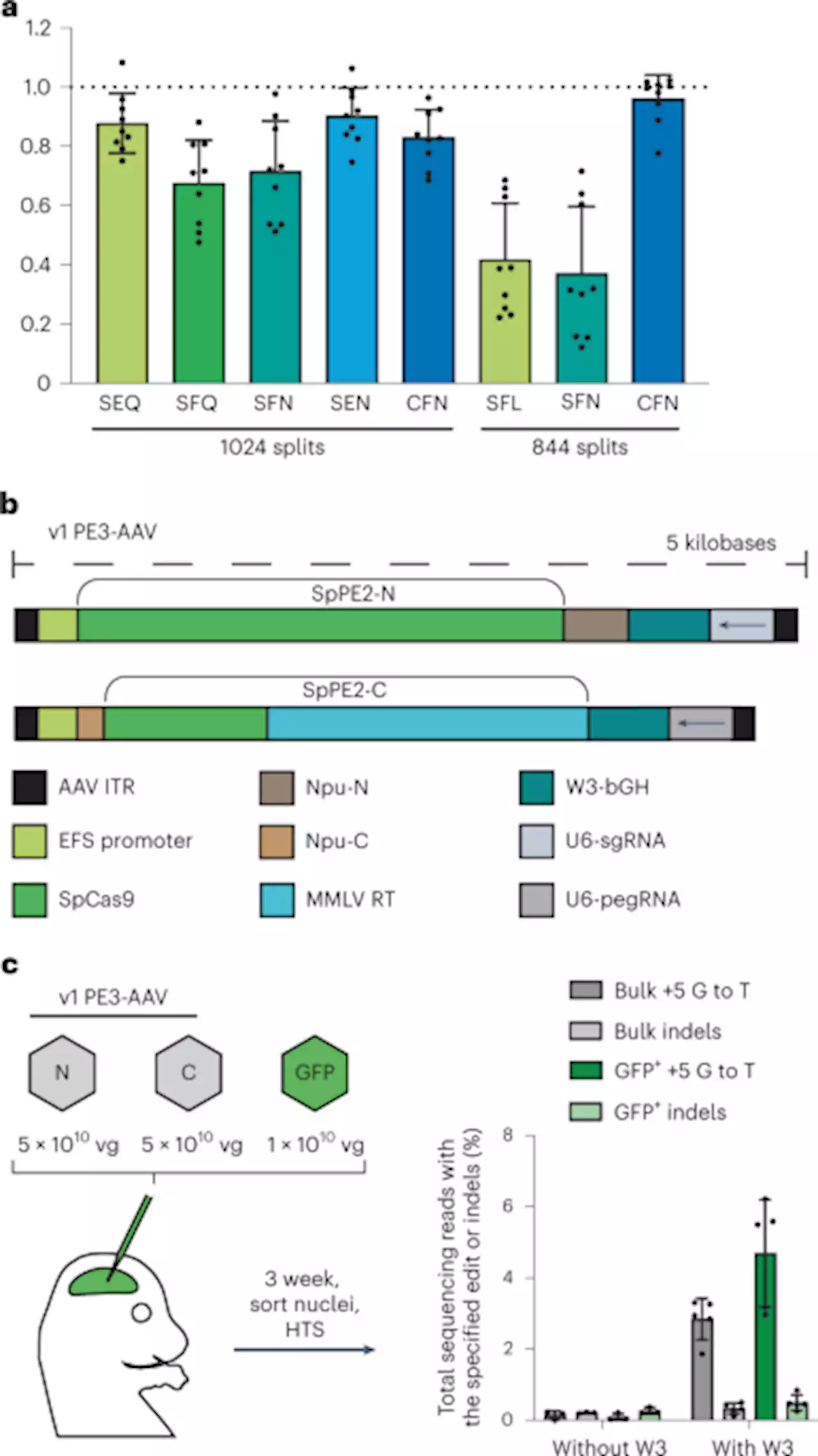 Efficient prime editing in mouse brain, liver and heart with dual AAVs - Nature Biotechnology