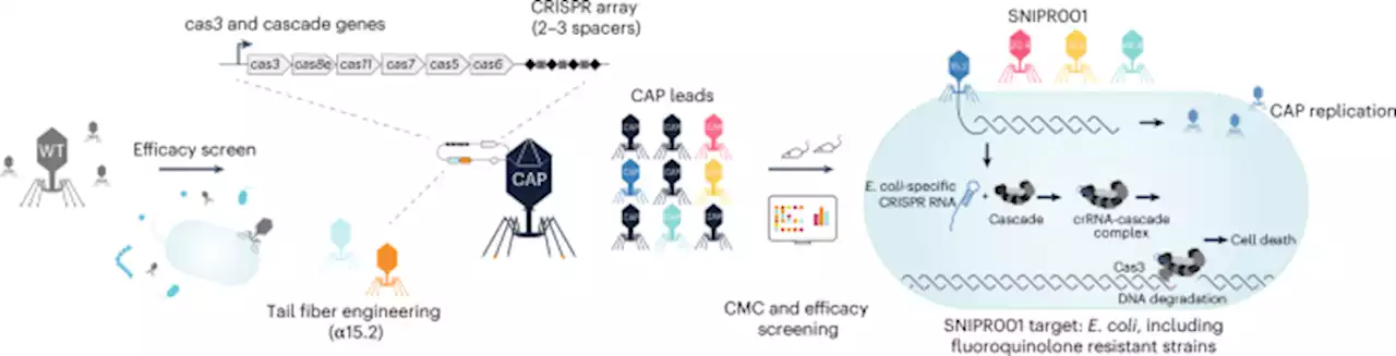 Engineered phage with antibacterial CRISPR–Cas selectively reduce E. coli burden in mice - Nature Biotechnology