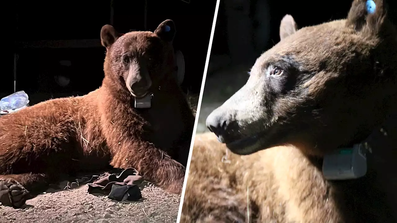 Rare Black Bear in Santa Monica Mountains to Be Tracked With GPS Collar