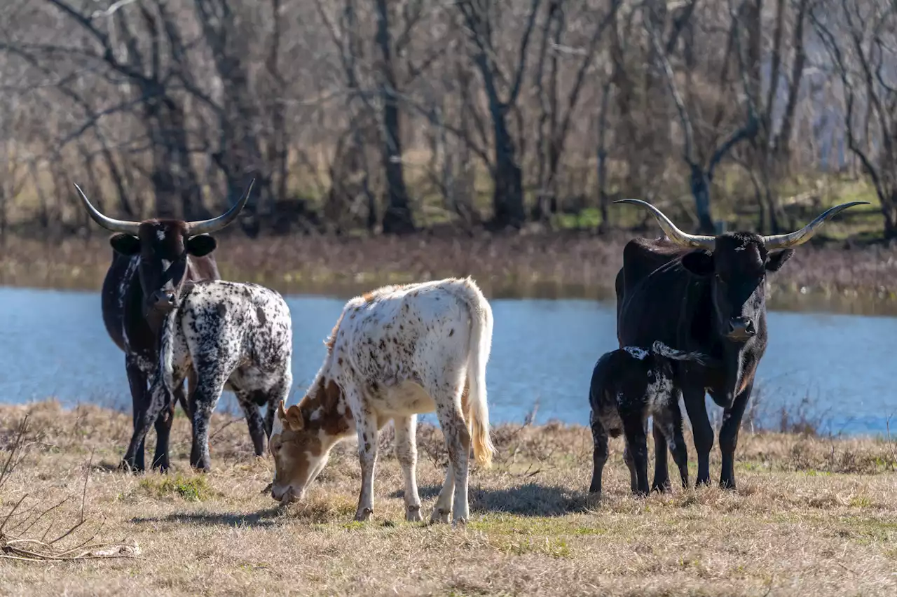 Texas Authorities Investigate Bizarre Cases of Dead, Mutilated Cows in Three Counties