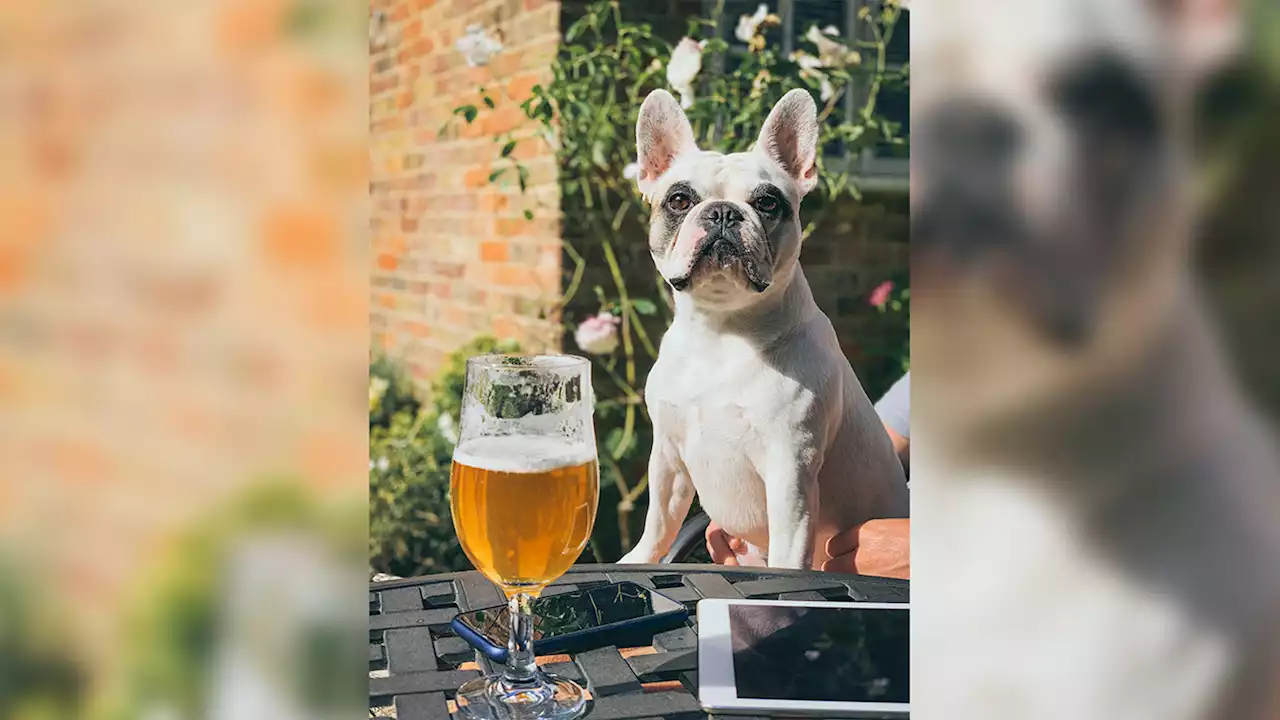 Fido, Sit! Boston to Allow Dogs on Restaurant Patios, Beer Gardens