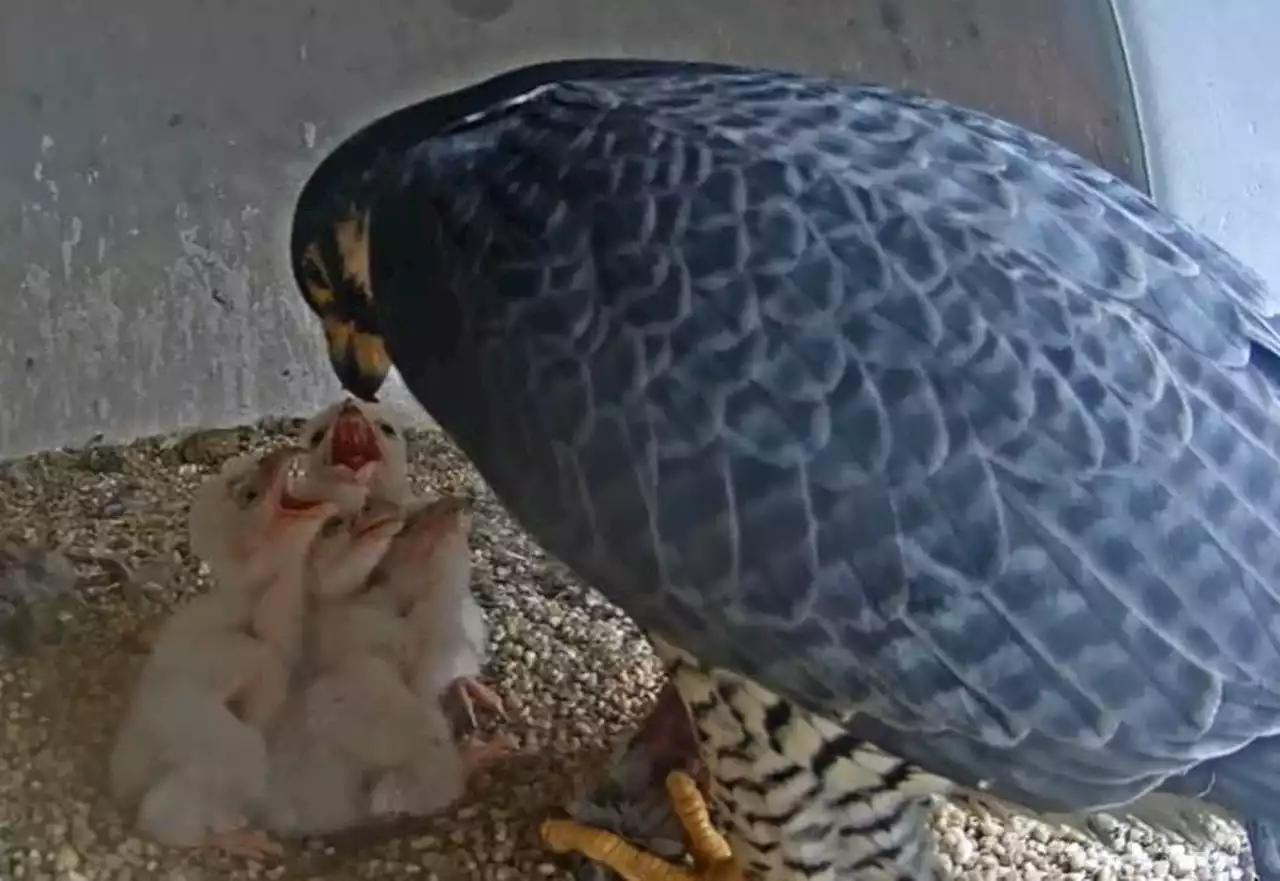 Falcons nesting on N.J. courthouse welcome 4 chicks. You can tune in to see the happy family.