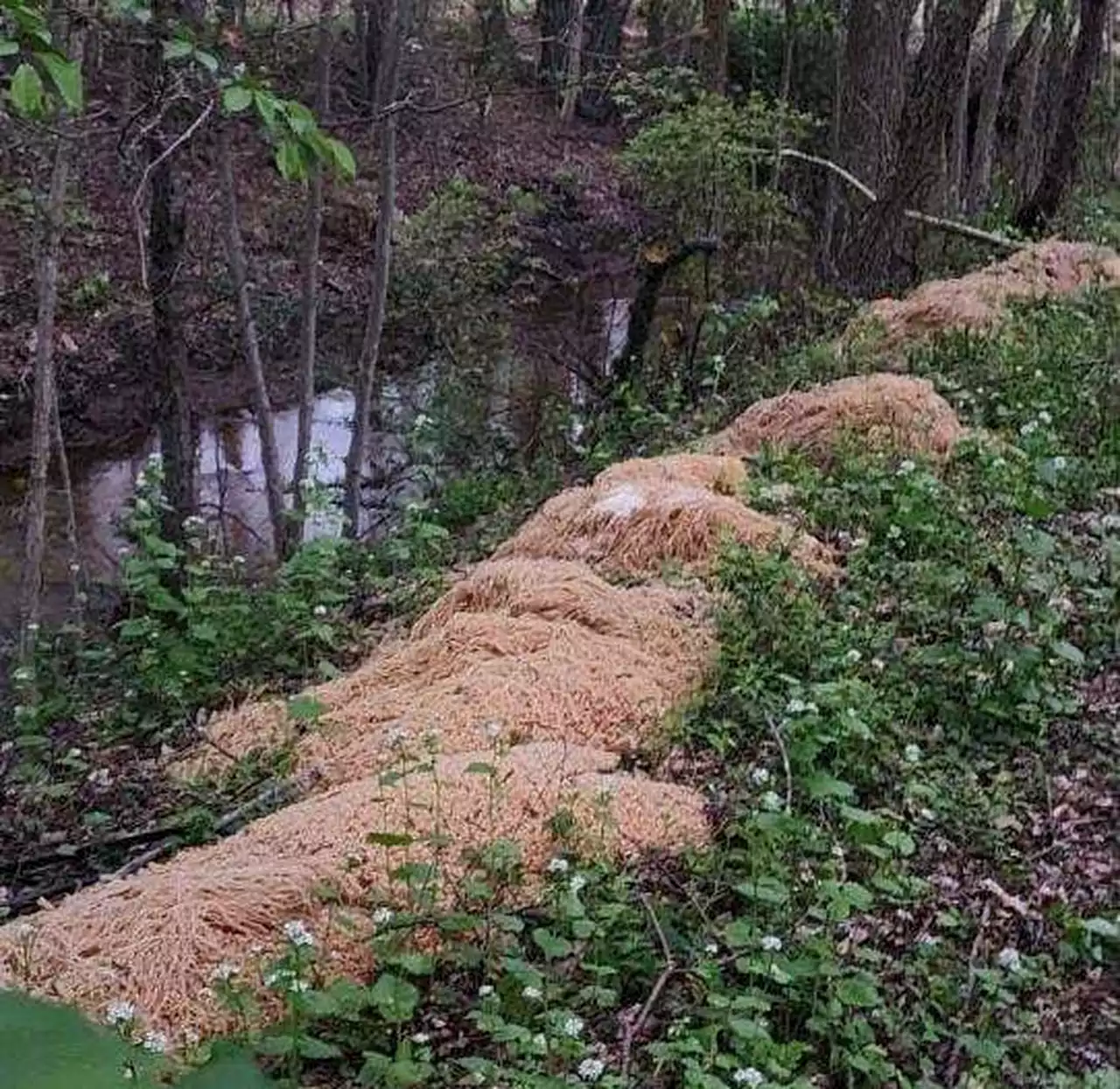 Pasta dump mystery deepens: Cops looking for source of ditched spaghetti and macaroni