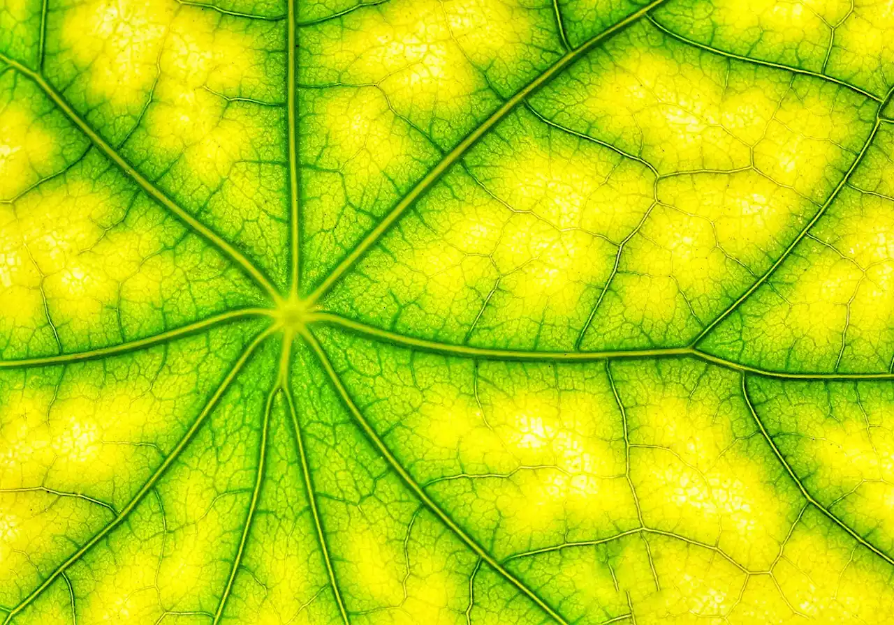 Nature’s Quantum Secret: Link Discovered Between Photosynthesis and “Fifth State of Matter”