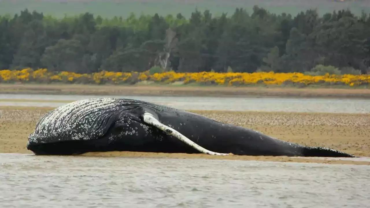 Body of humpback whale washes up on Loch Fleet sandbank in the Scottish Highlands