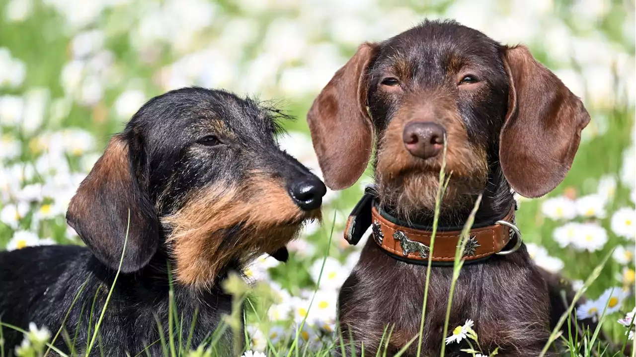 Hundesteuer in Berlin: Linke und Grüne wollen mehr Ausnahmen