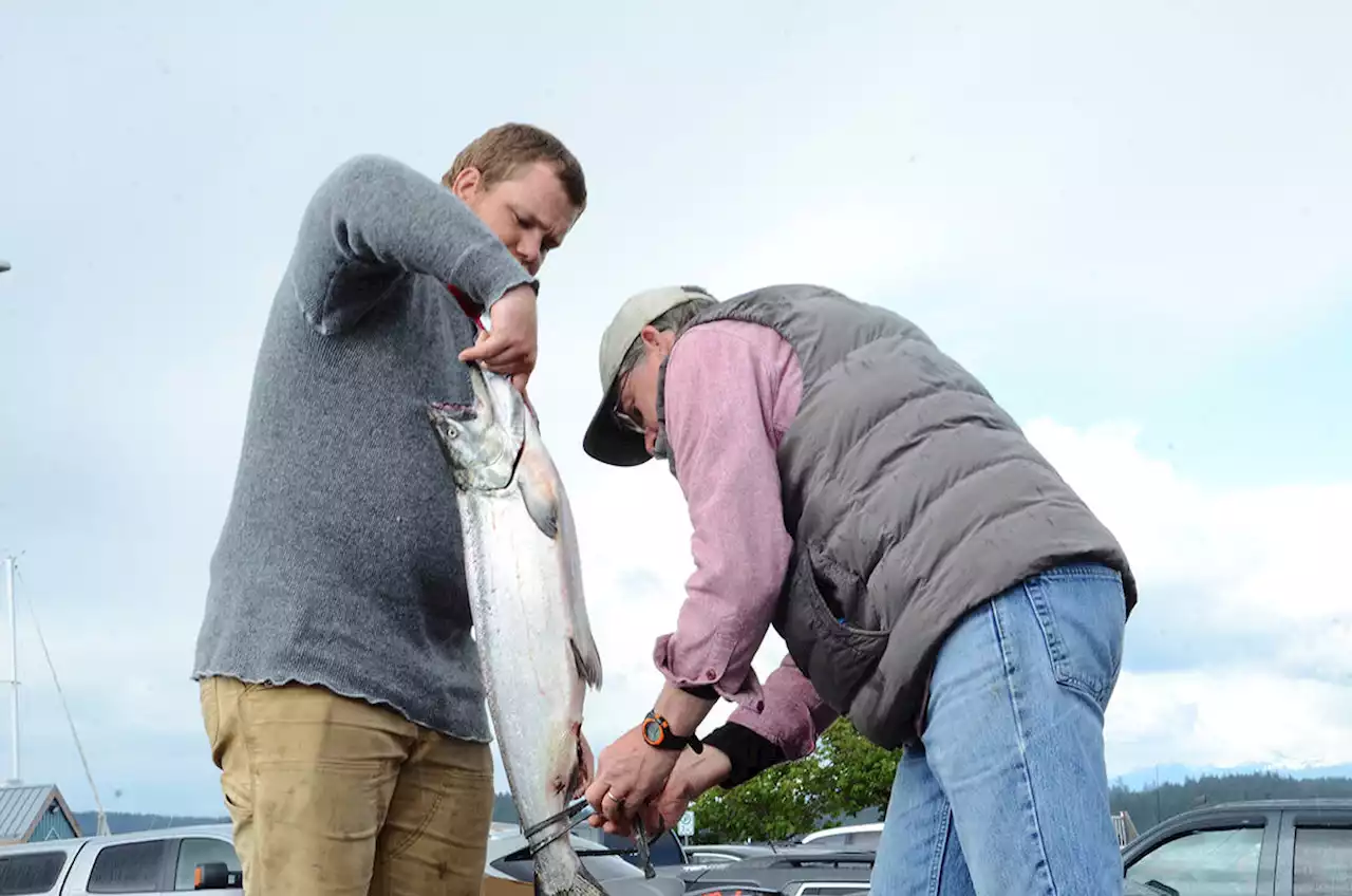 Research finds some Pacific salmon migration out of sync with food supply - Terrace Standard