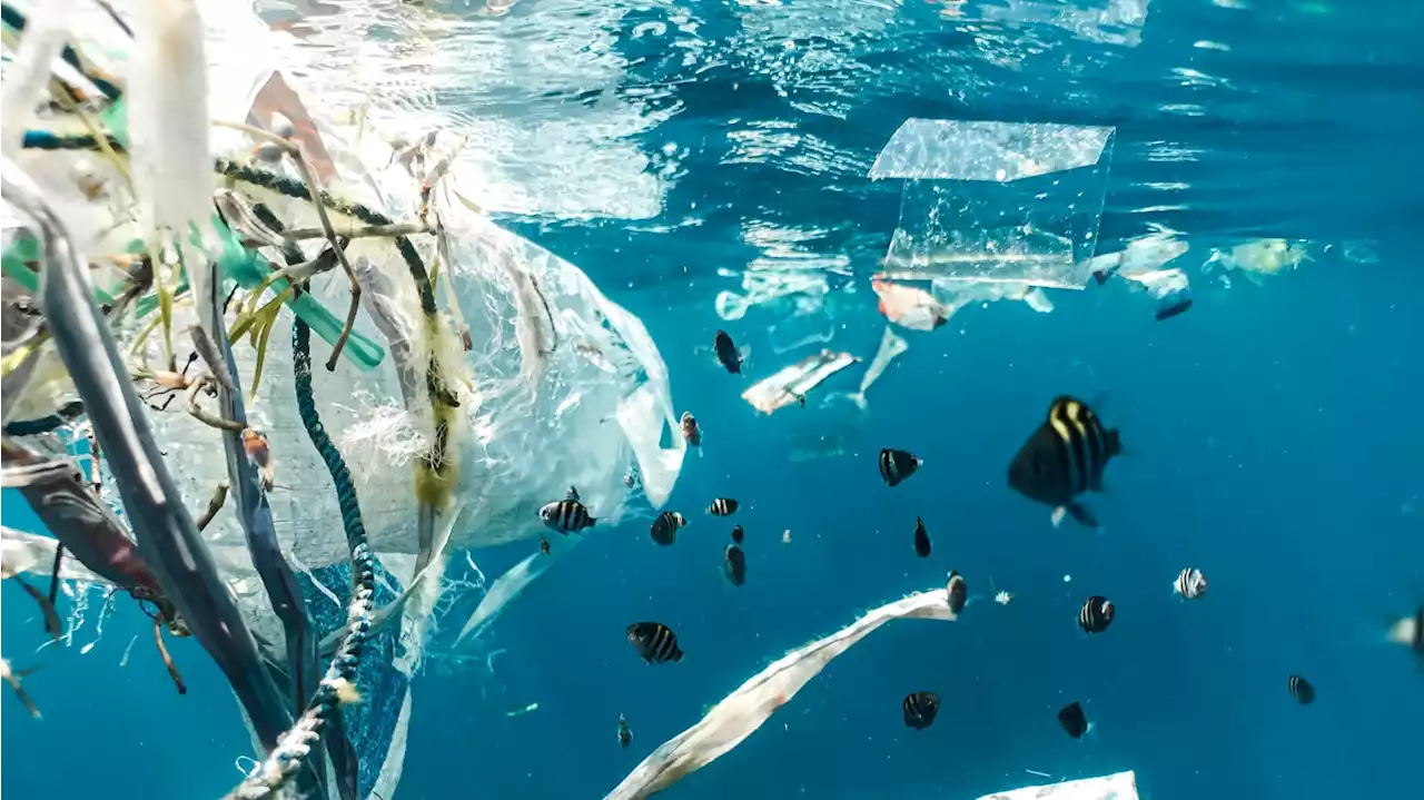 How Trashy Creatures Thrive in the Great Pacific Garbage Patch