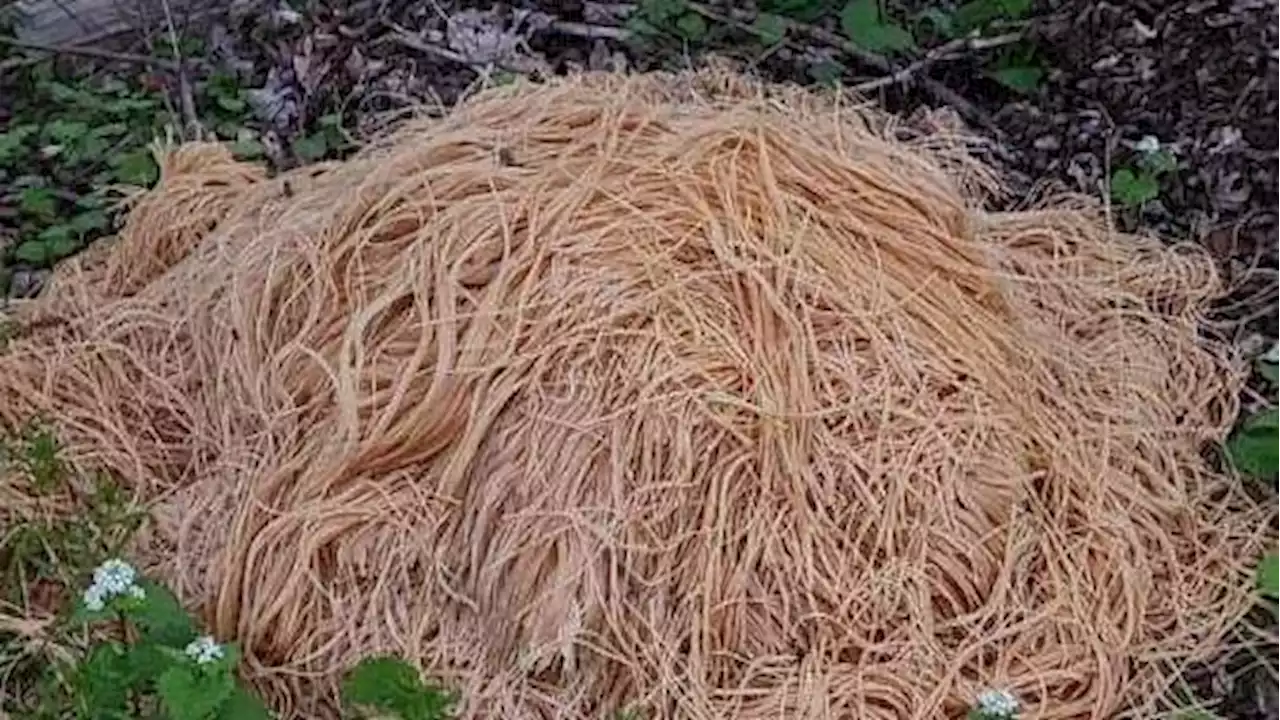 Locals Baffled as 500+ Pounds of Cooked Pasta Found in Woods