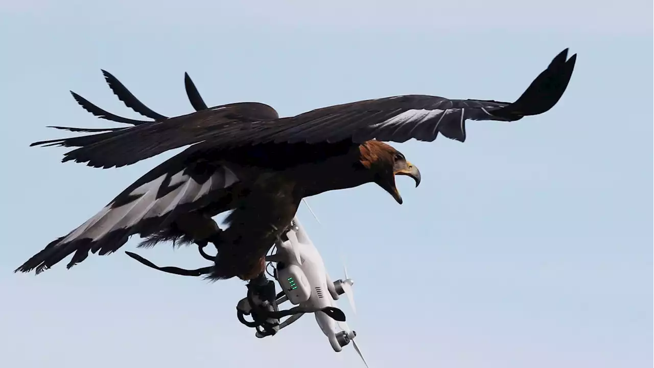 Russian Lawmaker Wants a ‘Squadron of Eagles’ to Take Out Ukraine Drones