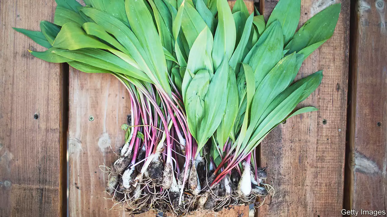 A hunt for ramps exemplifies the pleasures of foraging for dinner