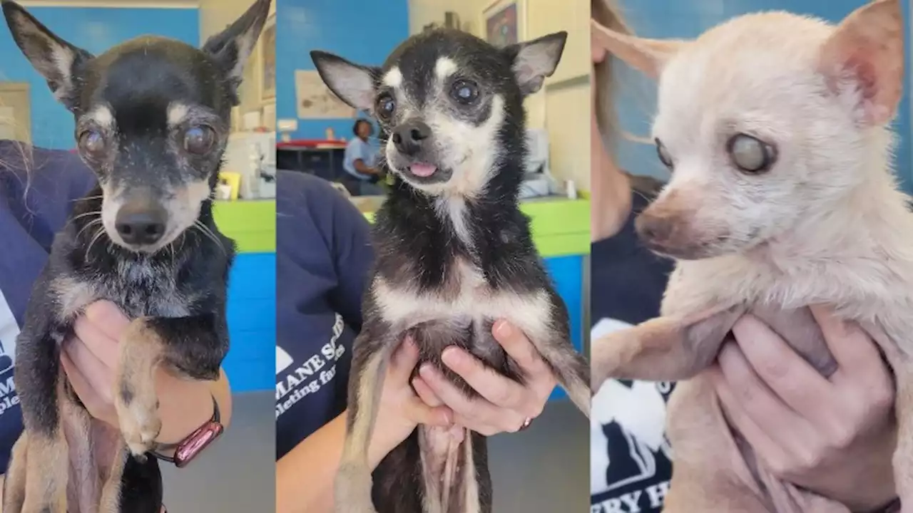 ‘Miracle’ granted after home found for trio of 15-year-old chihuahuas at Montgomery shelter