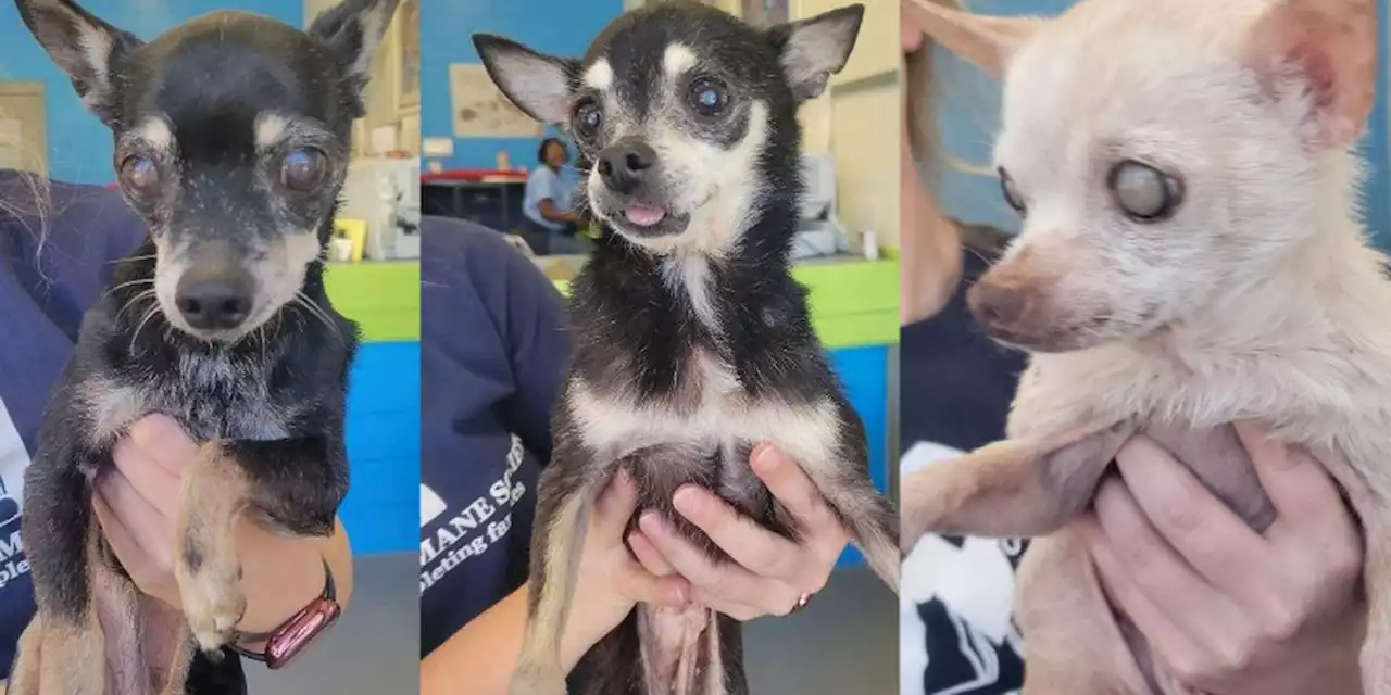 ‘Miracle’ sought for trio of 15-year-old chihuahuas at Montgomery shelter