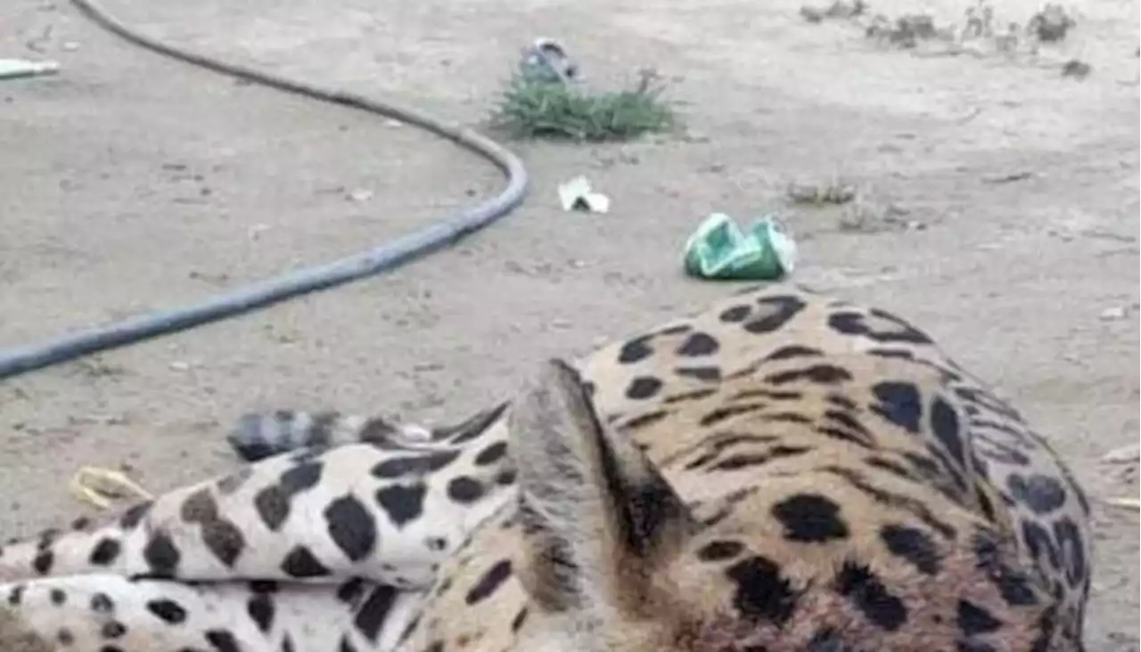 Matan un jaguar en Siberia, zona rural de Ciénaga, Magdalena