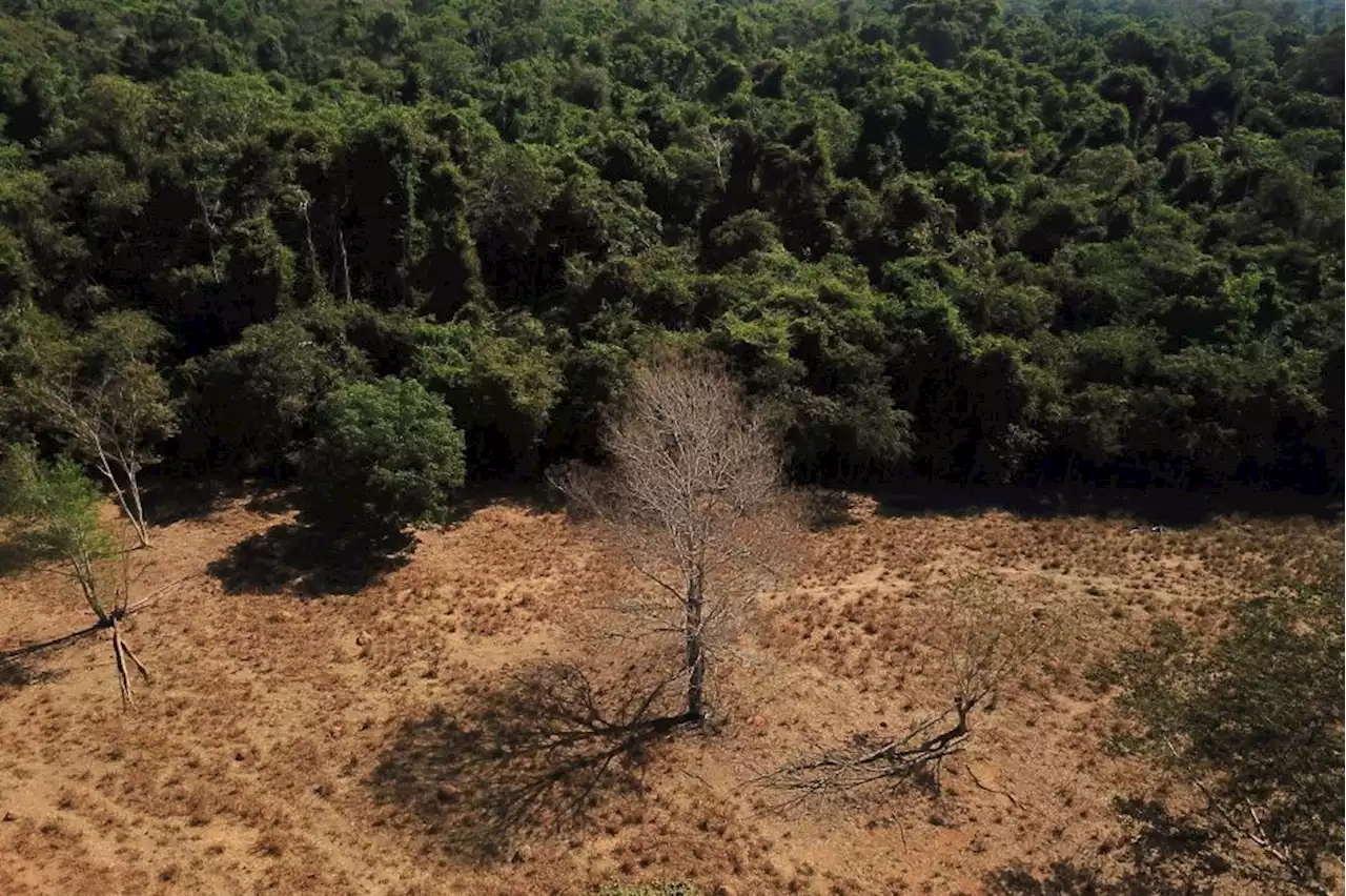 Cerrado registra recorde de alertas de desmatamento em abril, aponta Inpe